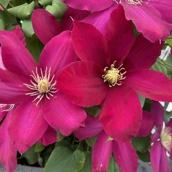 Clematis 