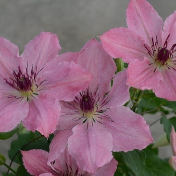 Clematis 