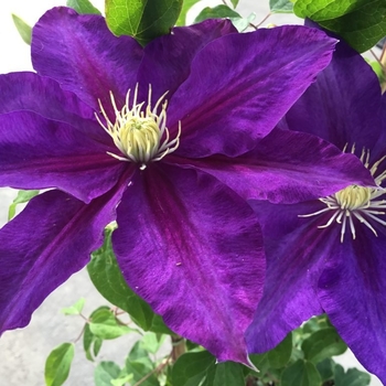 Clematis 