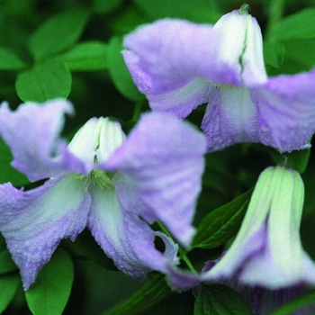 Clematis 