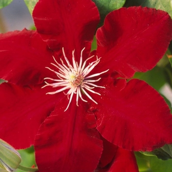 Clematis 'Evipo016' (Clematis)