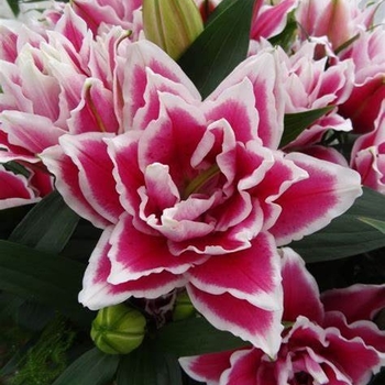 Lilium Orientalis 