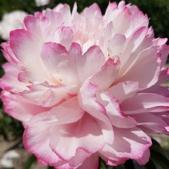 Paeonia x Joker 