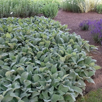 Stachys 