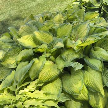 Hosta 'Stained Glass'