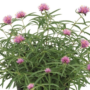 Globe Amaranth 