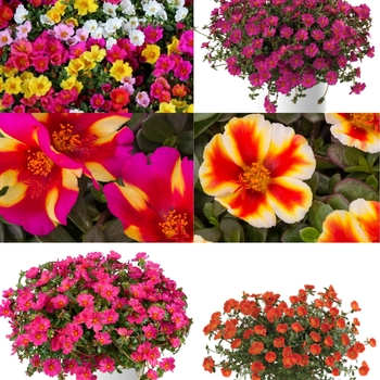 Portulaca Varieties