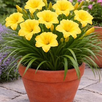 Hemerocallis 'Happy Returns'