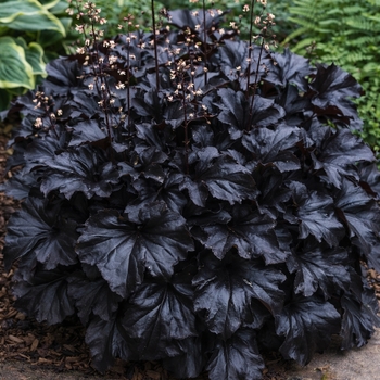 Heuchera 'Obsidian'