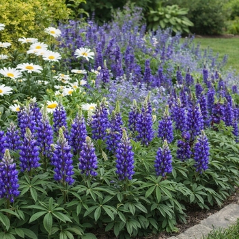 Lupine 'Mini Gallery Blue'