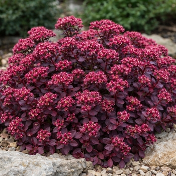 SunSparkler&reg; Firecracker Sedum