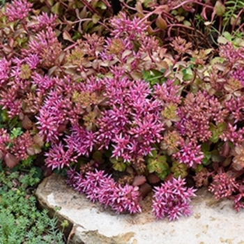 Sempervivum 'Royal Ruby'