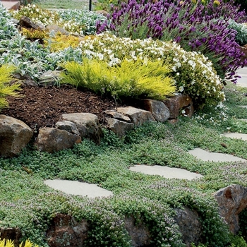 Thymus pseudolanuginosus