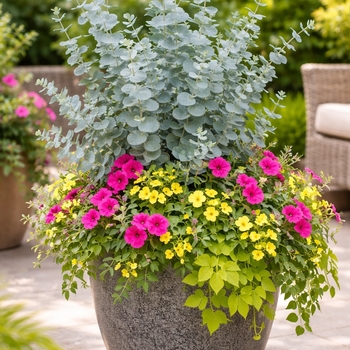 Eucalyptus pulverulenta