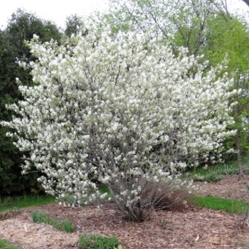 Amelanchier alnifolia