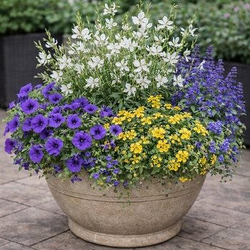 Gaura lindheimeri (Gaura, Wand Flower)