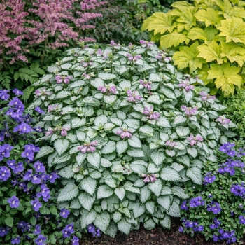 Lamium maculatum 'Beacon Silver'