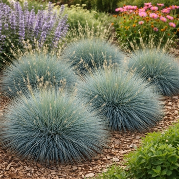 Festuca glauca 'Elijah Blue'
