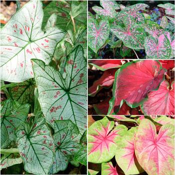 Caladium bicolor