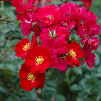 Rosa x 'Scarlet'