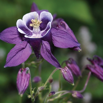 Aquilegia vulgaris 'Winky Purple & White'