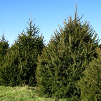 Picea abies