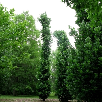 Quercus × warei ‘Nadler’ 
