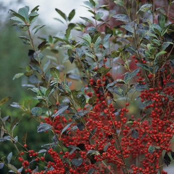Ilex verticillata 'Afterglow'