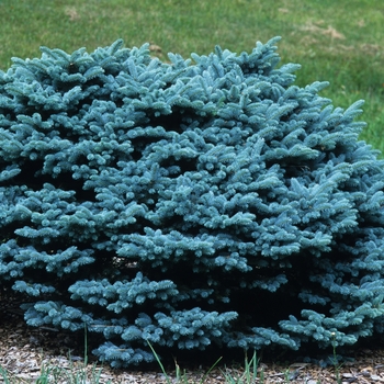 Picea pungens 'Glauca Globosa'