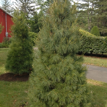 Pinus strobus