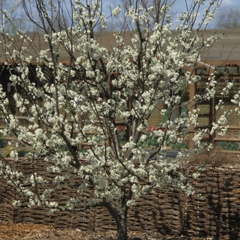 Prunus domestica 'Superior'