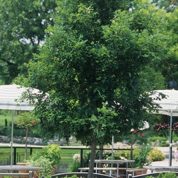 Quercus macrocarpa