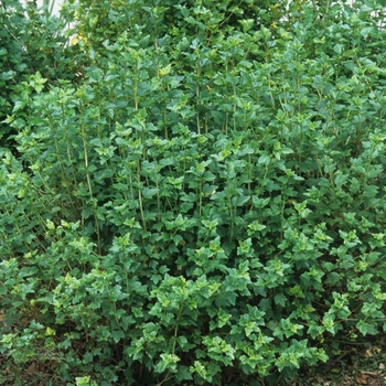 Ribes alpinum ''