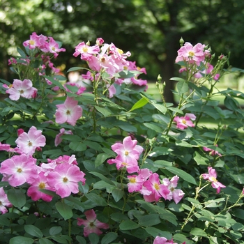 Rosa 'Nearly Wild'