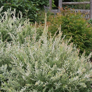 Salix integra 'Hakuro Nishiki'