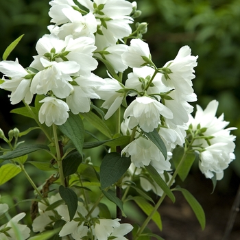 Philadelphus 'Snowbelle'