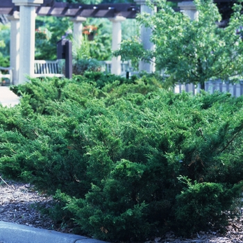 Juniperus chinensis ''Sea Green''