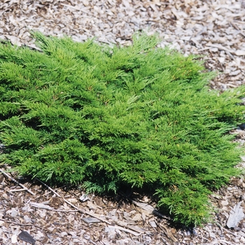 Juniperus sabina 'Monna'