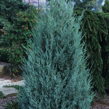 Juniperus scopulorum ''Wichita Blue''