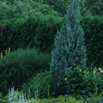 Juniperus scopulorum ''Wichita Blue''