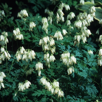 Dicentra spectabilis 'Alba White'