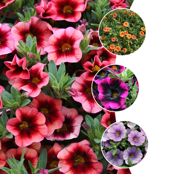Calibrachoa hybrid