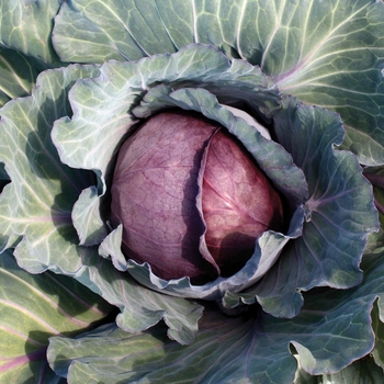  Cabbage