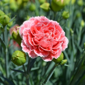 Dianthus 'Scent First Coral Reef'