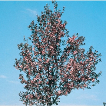 Malus ‘Velvetcole’ (Velvet Pillar™)