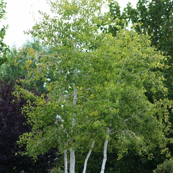 Populus tremuloides 