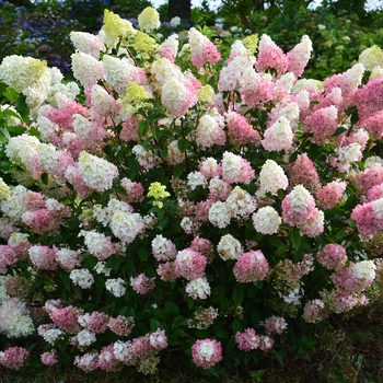 Hydrangea paniculata Rensu 