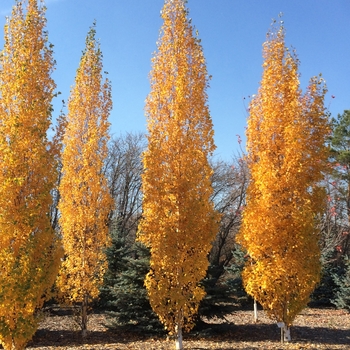 Betula platyphylla