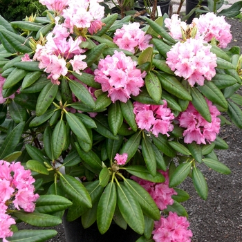 Rhododendron x 'Haaga' (H-1) 