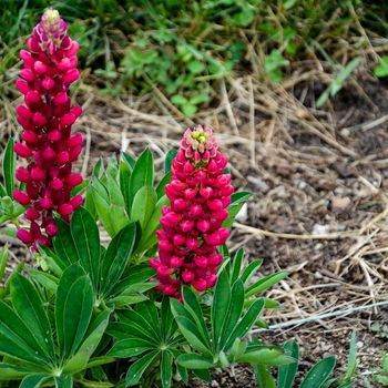 Lupinus polyphyllus 'Gallery Mini Red'